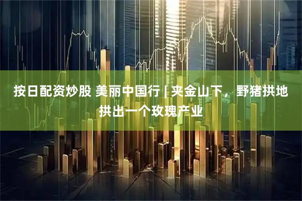 按日配资炒股 美丽中国行 | 夹金山下，野猪拱地拱出一个玫瑰产业